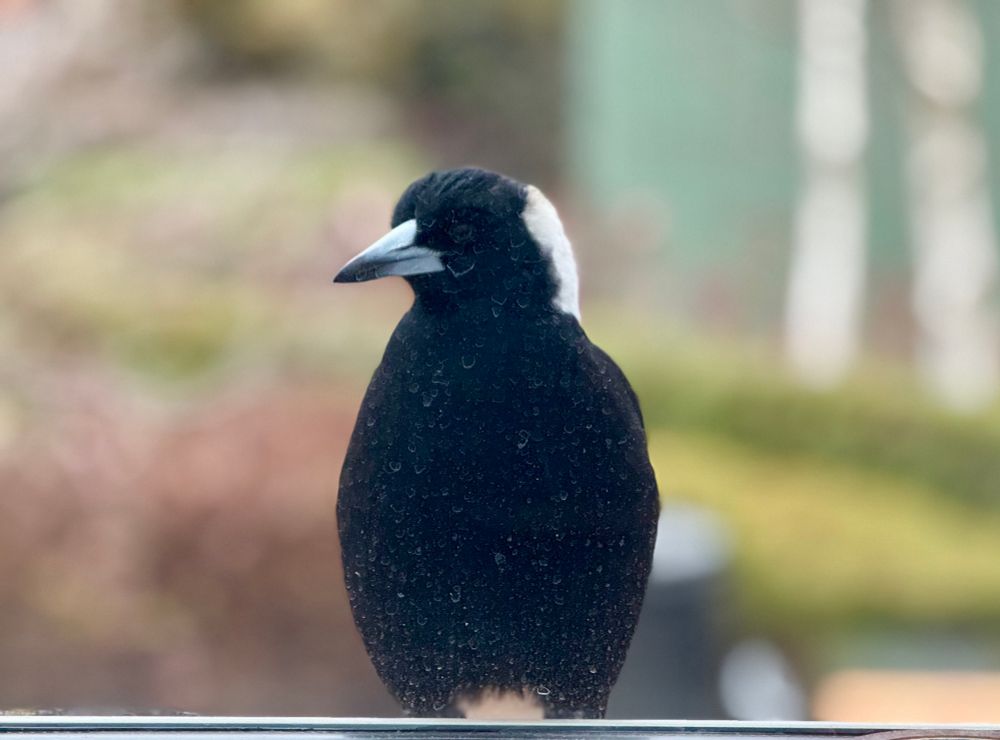 A magpie on a window sill peering into the house. The background is in soft focus. With window needs a clean. 