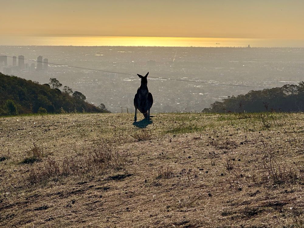 View over Adelaide at sunset from the top of the Chambers Gully walk. The city is seen to the left and in the distance the sun is setting over a golden sea. There’s a kangaroo in the foreground. It’s dry and warm for this time of year. 