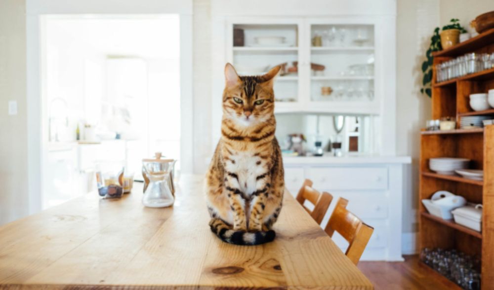 Looking after pets during a home swap holiday?