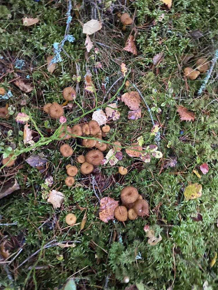 Mushrooms in the forest