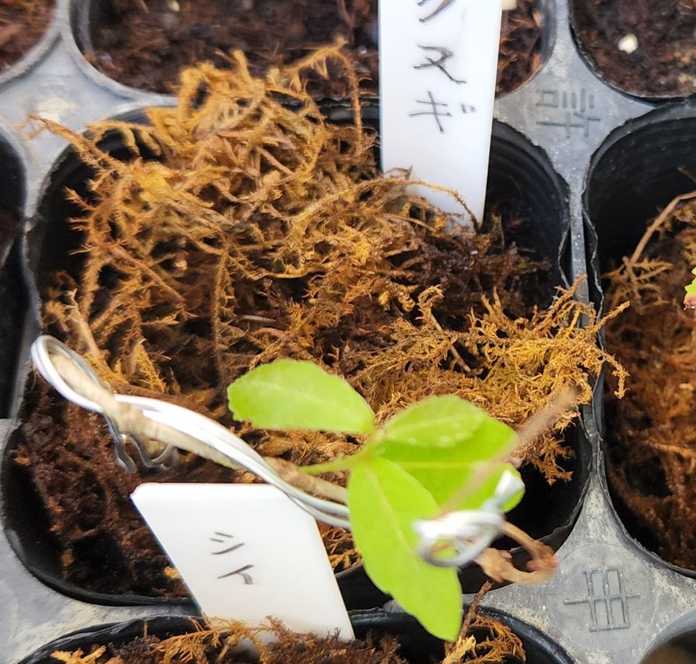 クヌギも復活してきた