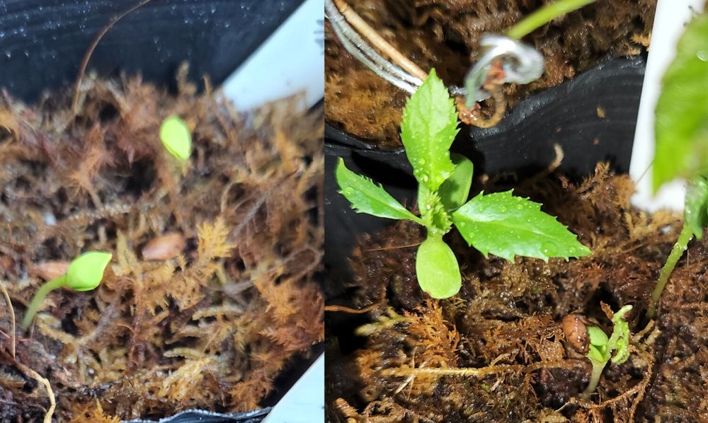 リンゴ。
果樹系は早いですね、やっぱり。