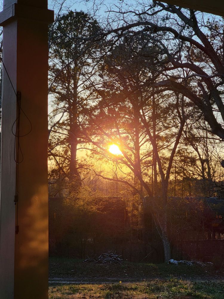 Early March sunset behind pine trees and rail cars. 