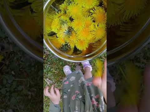Picking Dandelion Flowers and making Tea
