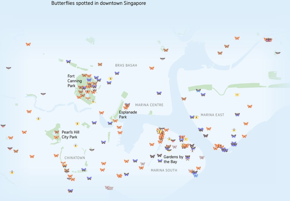 Map of downtown Singapore with little 3D butterflies added where butterflies have been spotted in the area. Different colored butterflies represent different species. Published in The Straits Times.