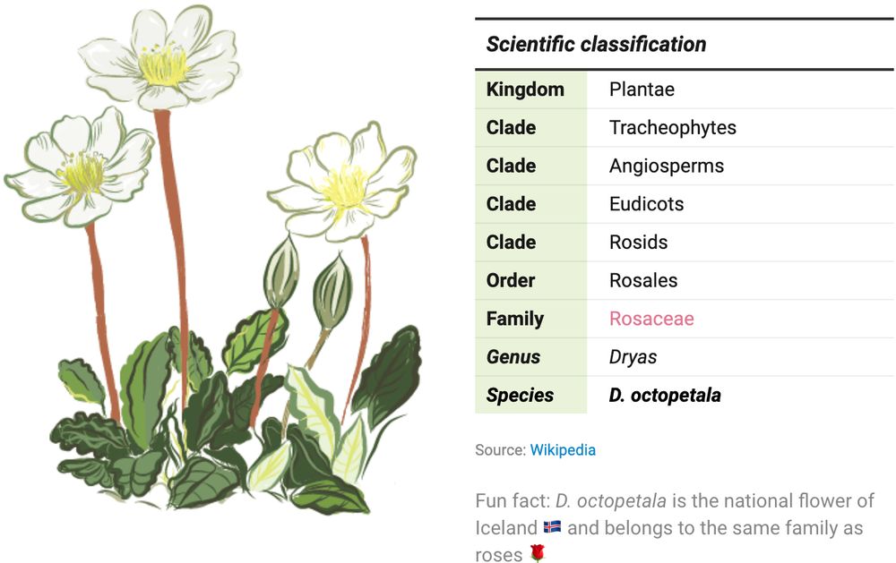 Table of the scientific classification of the flower Dryas octopetala annotated with a handmade illustration. Created by Eleni from the Datawrapper team.