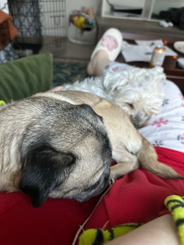 A pug and a schnauzer curled up together in a lap, sleeping 