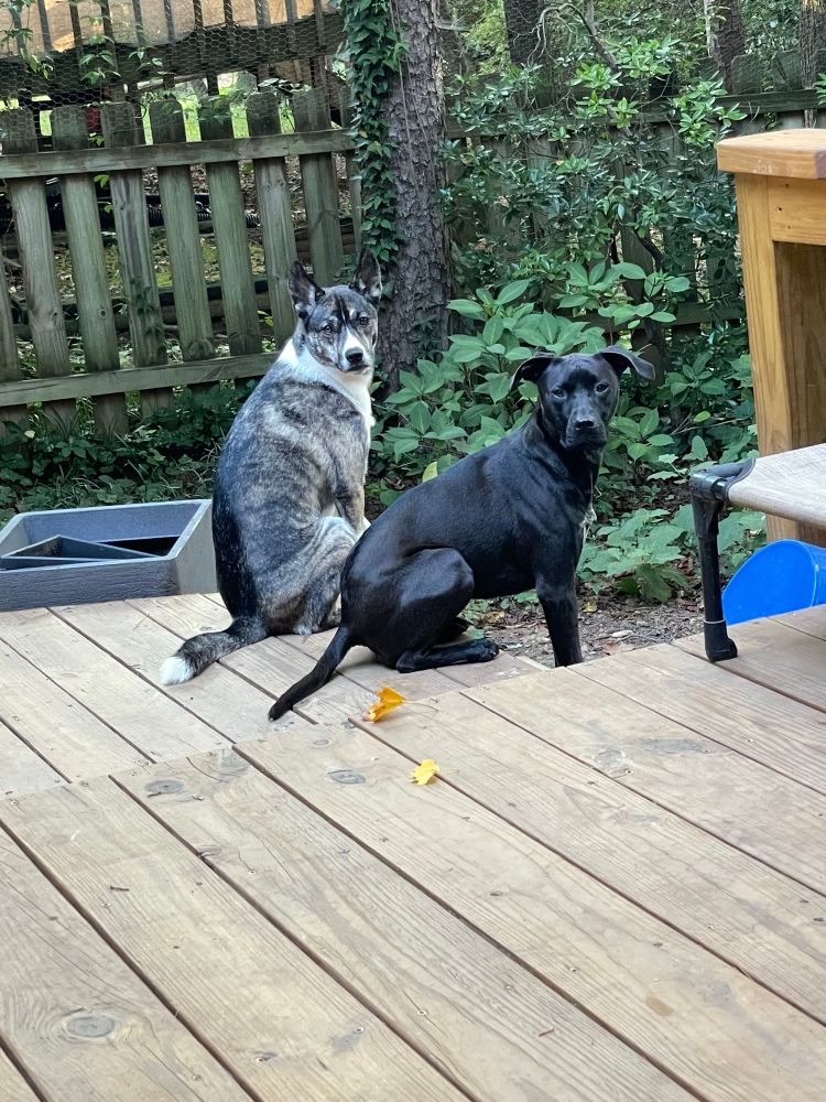 Our two dogs sitting together on our deck.
