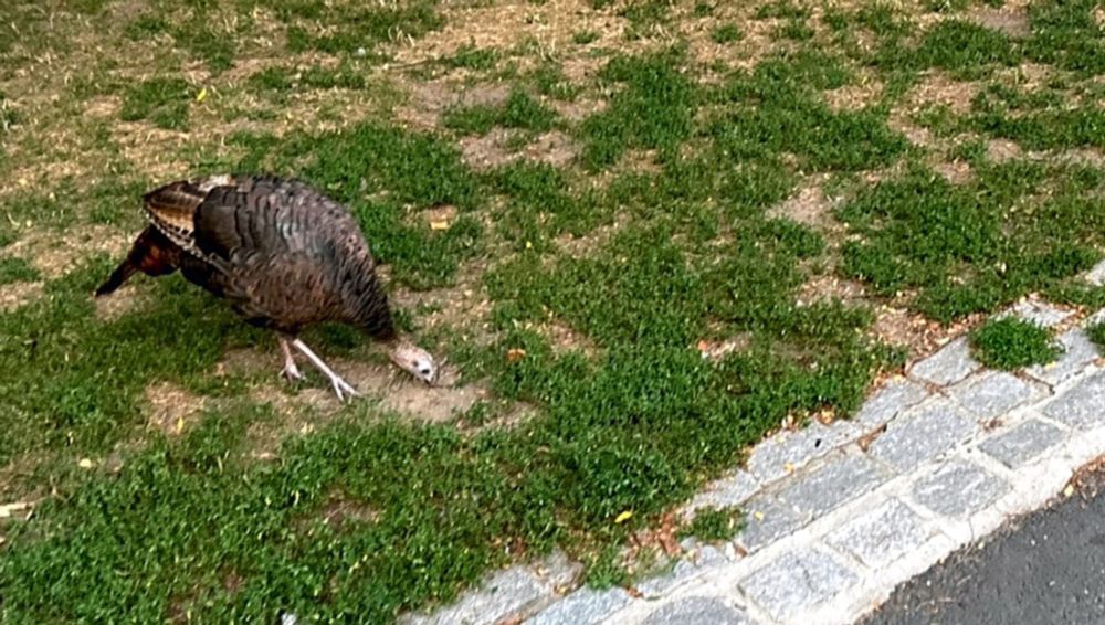 311 complaint of the day: Turkey on the grass, alas