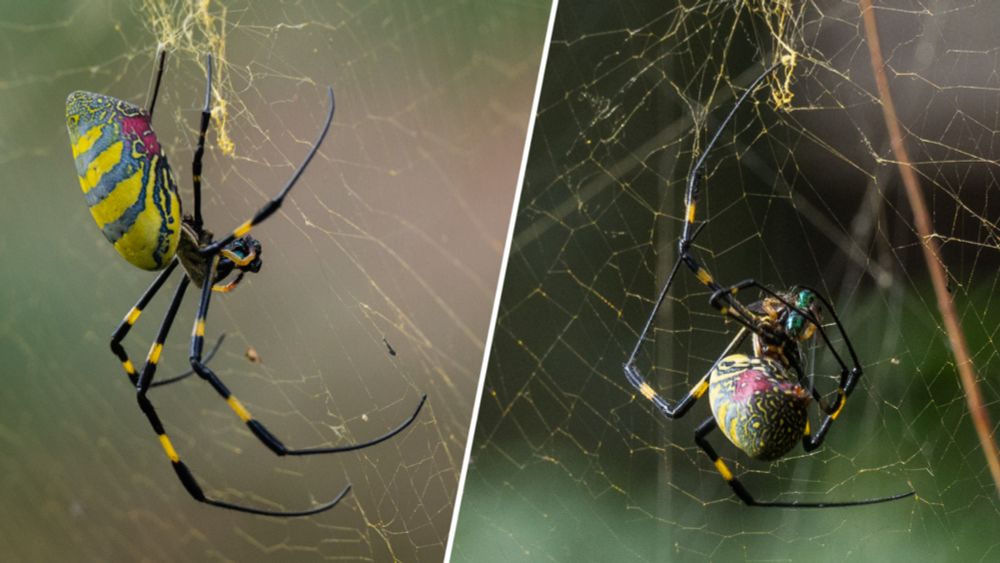 Giant, invasive Joro spider has pushed further north — to the heart of Boston