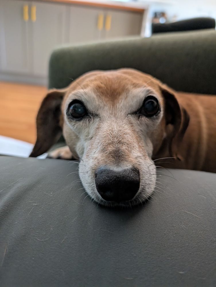 a closeup of a dachshund-mix's face, he's resting his head and one paw on a person's leg. 