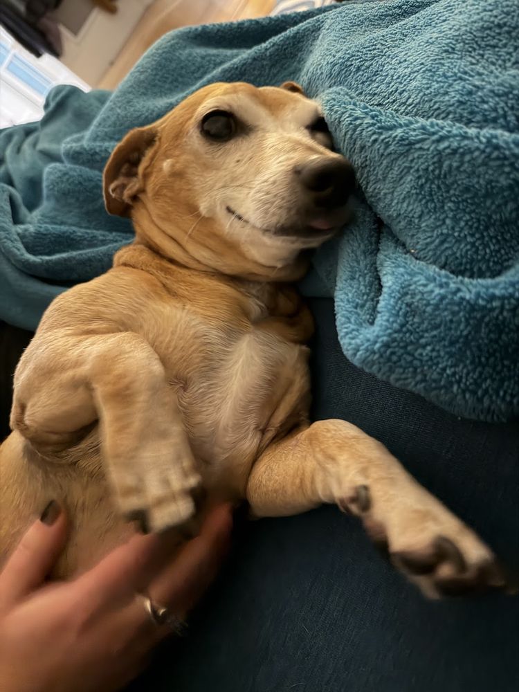 dachshund-mix is laying on his side on a teal blanket, he's getting a belly rub. his mouth has a little doggy smile and his tongue is peeping out in a tiny blep