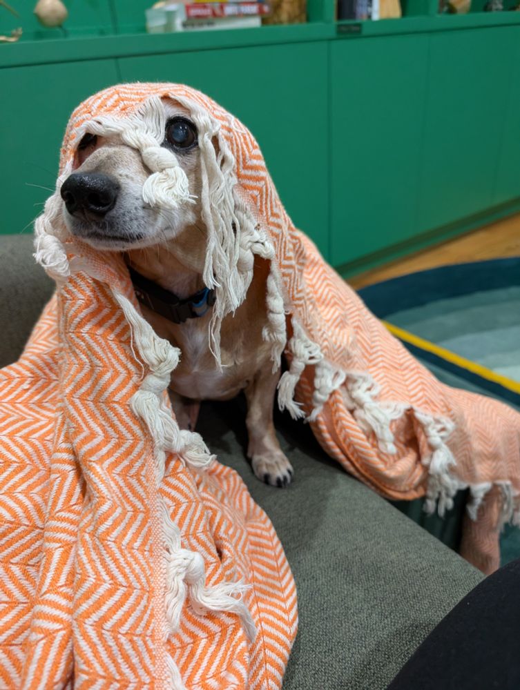 Dachshund mix is standing on a green couch, an orange blanket with white fringe is draped on him with the fringe in his face. He is alert. 