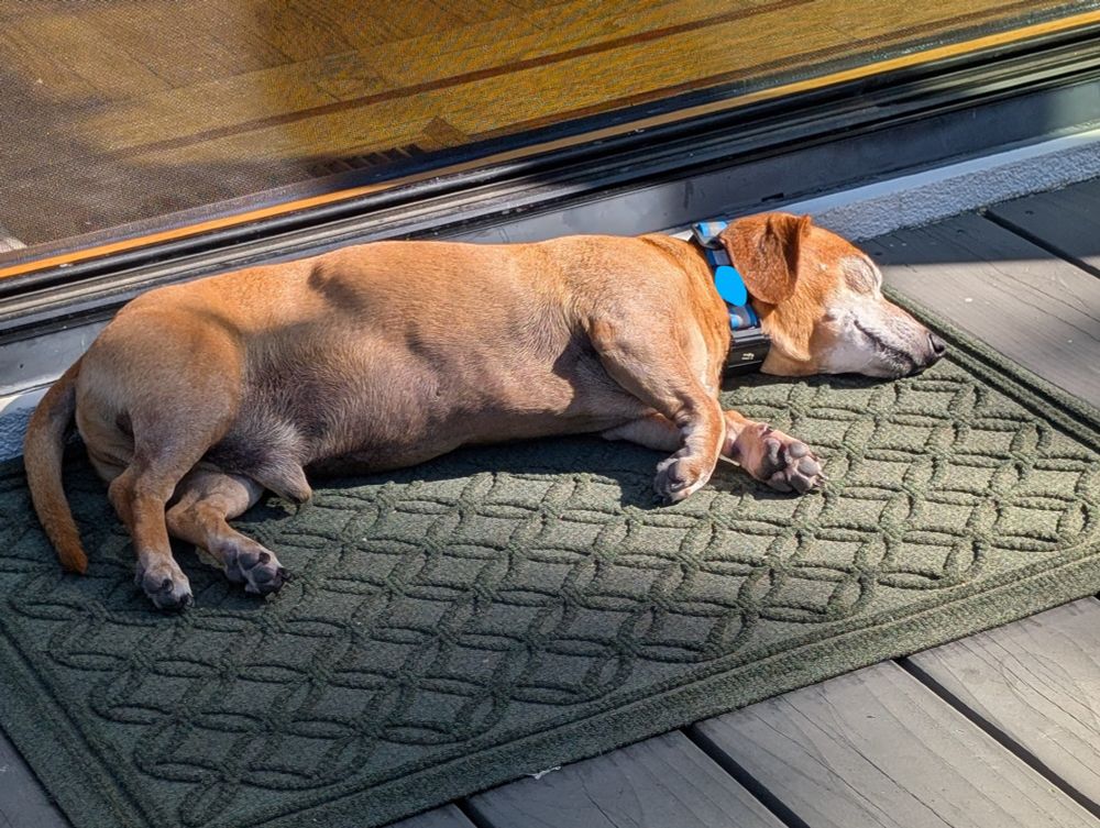 dachshund-mix is lying on his side asleep in the sun on a gray porch on a green wipe-your-feet mat. 