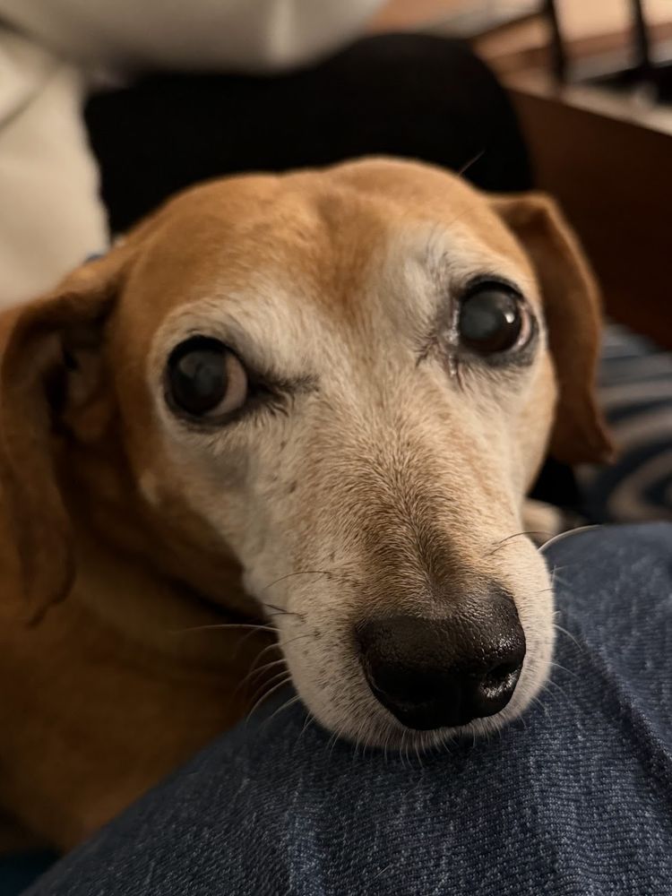 closeup of a dachshund-mix's head resting on a person's denim-clad knee. The dog is looking up and to the left lovingly. 