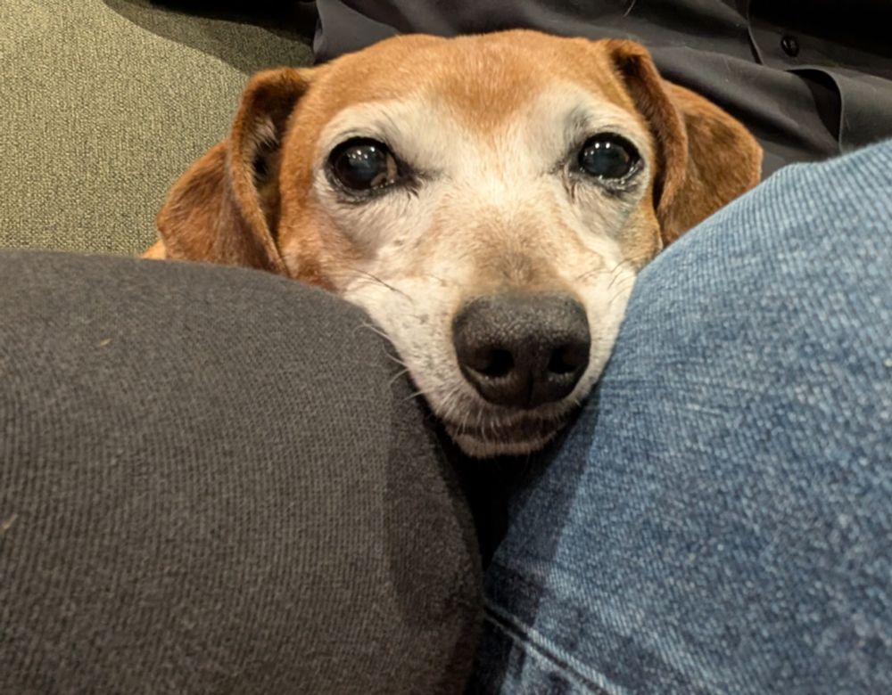 Two human knees are visible from people sitting on a couch: one in black denim and one in blue denim. A dachshund-mix's face is seen resting on/between both of them, the sides of his face getting pushed up by both human knees. He looks tired and content. 