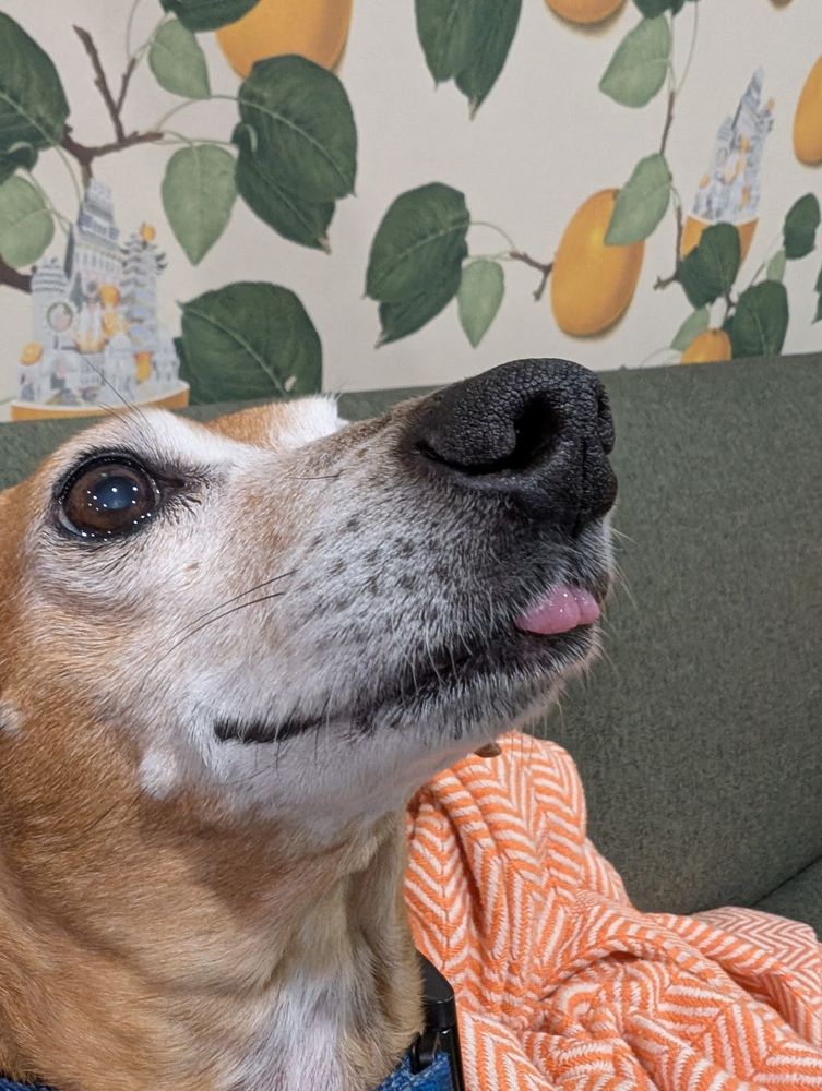 Closeup of a 3/4 view of a dachshund-mix's face. His tongue is sticking out in a blep
