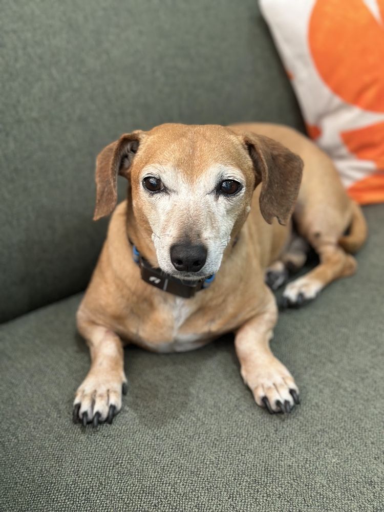dachshund-mix is exhausted, sphinx-pose on a green couch .