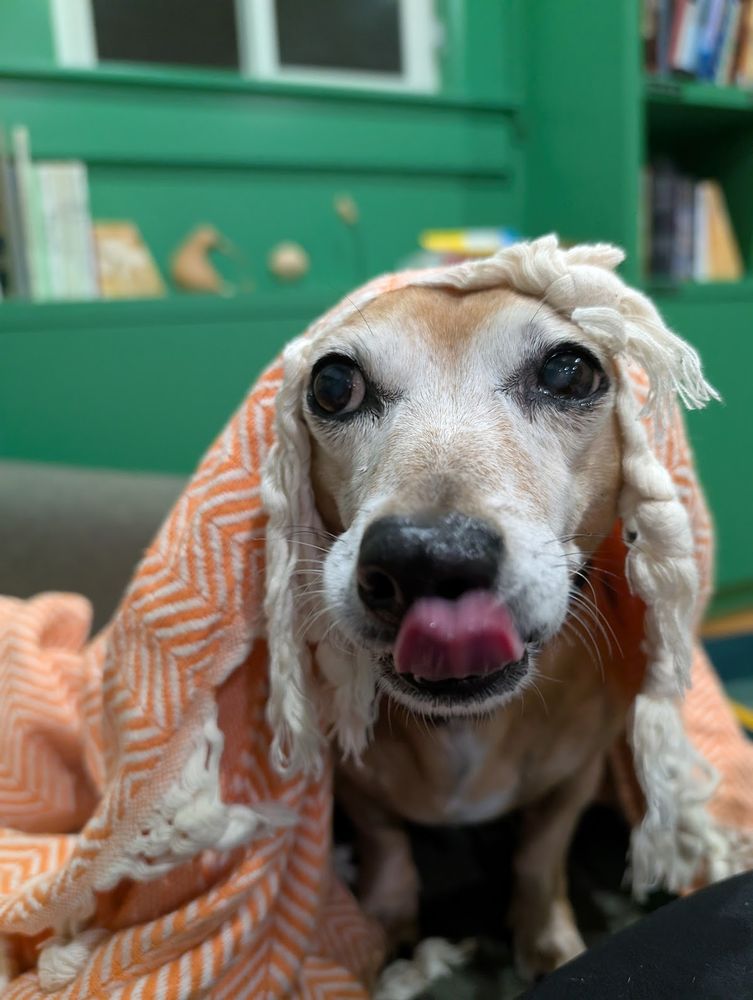 dachshund-mix is standing on a couch, an orange blanket with fringe draped over him like a veil hiding his ears and back. He's looking off to the side and is in the process of licking his nose. 