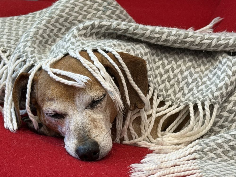 dachshund-mix's head is visible under a gray and white fringed blanket. He's asleep on a red armchair. 