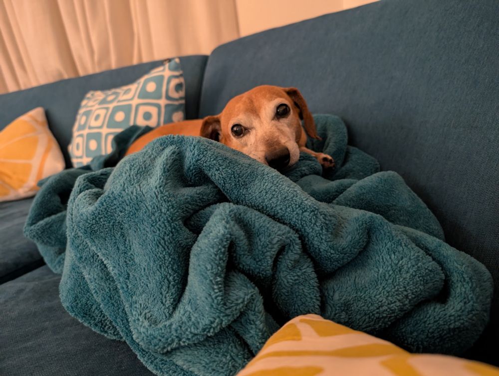 dachshund-mix is lying on a tall lump of balled-up blanket, on a couch. It is a very soft spot. 