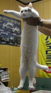 Longcat meme pic, a person holding up a white cat under its armpits, cat is very long