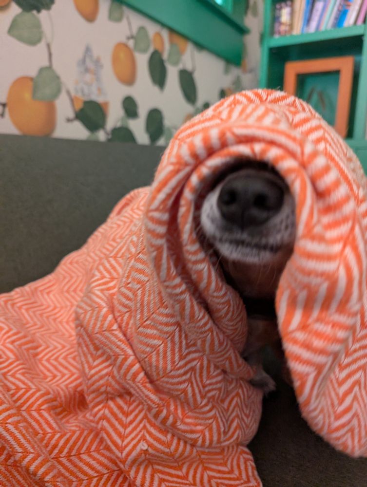 A dachshund mix is entirely covered in a blanket except for his snoot. He's wearing the blanket like a cloaked sith lord
