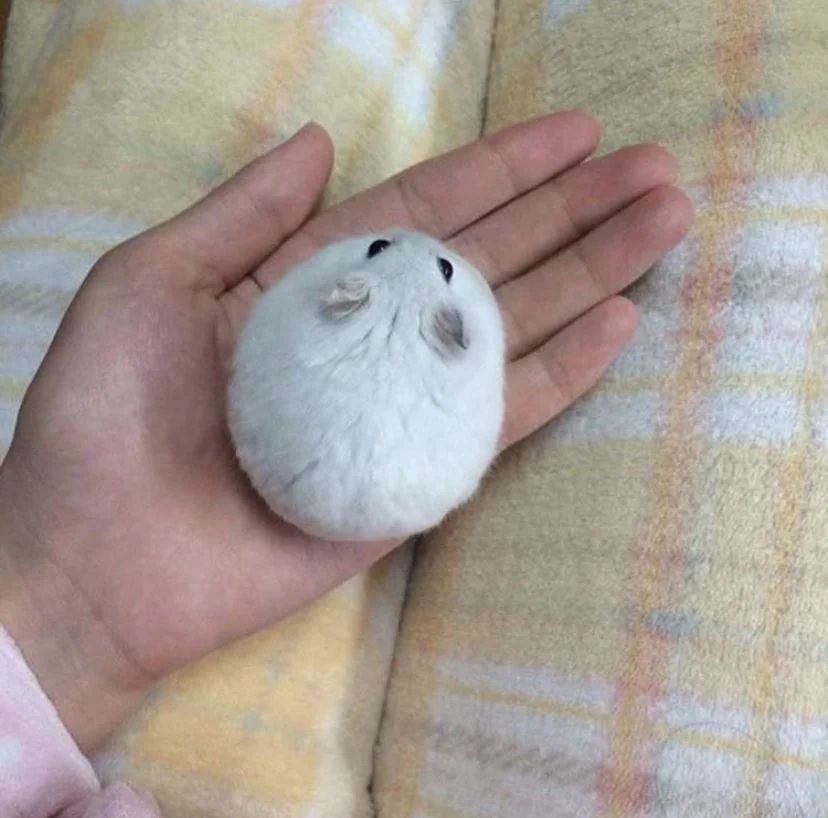 small animal the size of a bao bun in the palm of a person's hand, seen from above, is white furred and very round. Is it a fat mouse? Gerbil? Hamster? Unclear. 