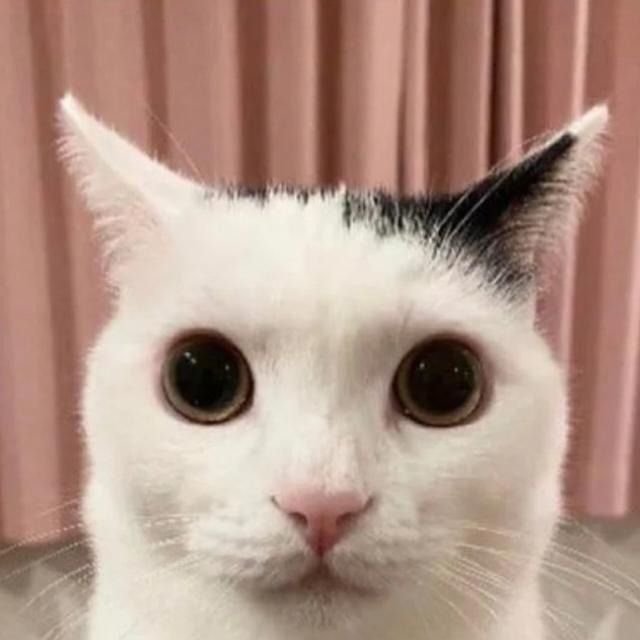 a cat staring at you