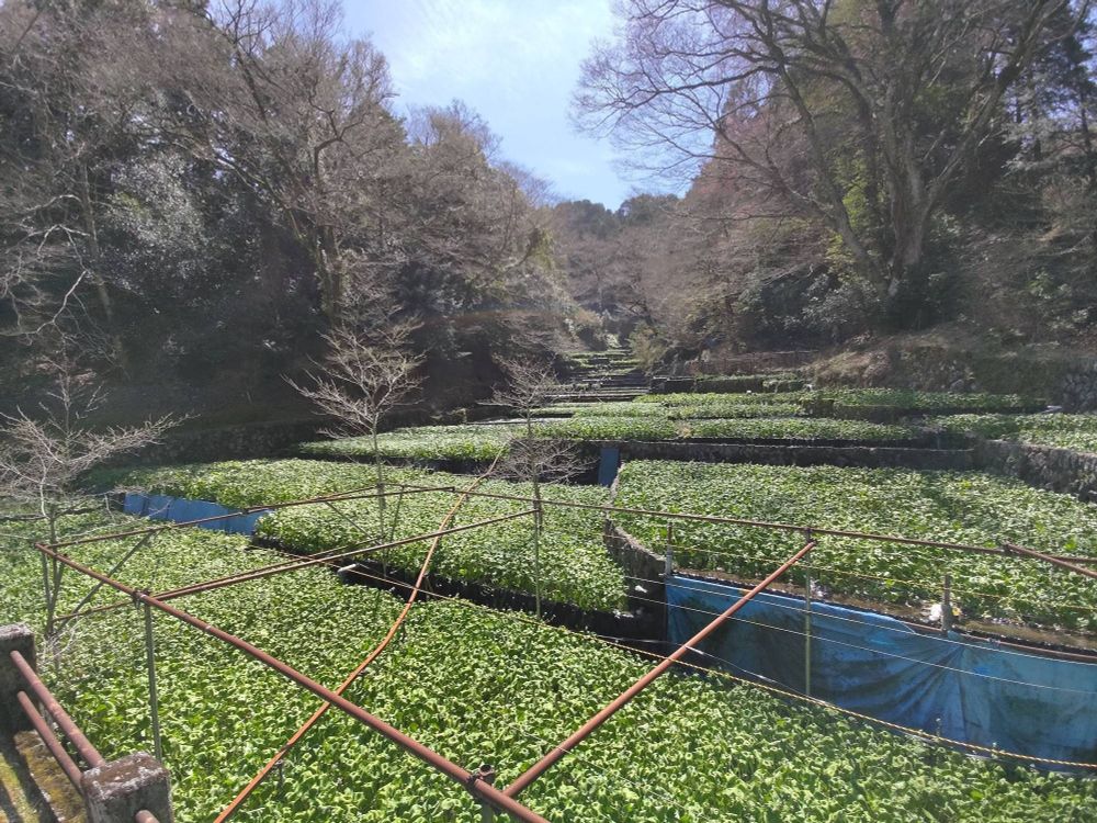 Wasabi farm