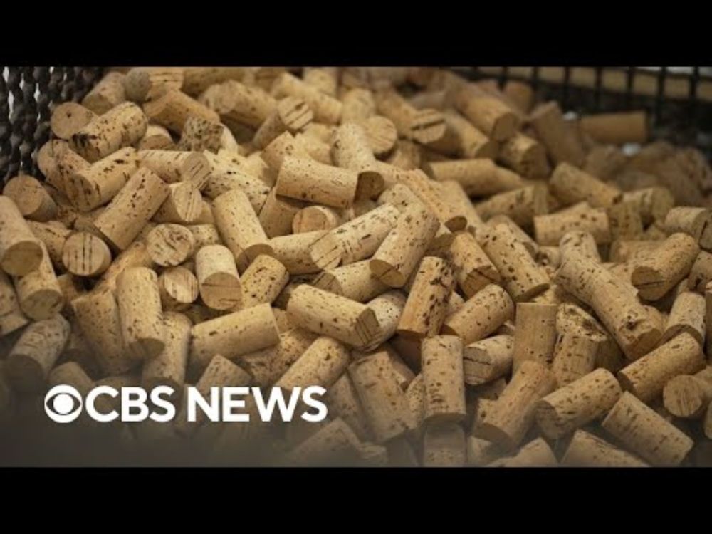 How cork — the same material used to seal wine bottles — could save the planet