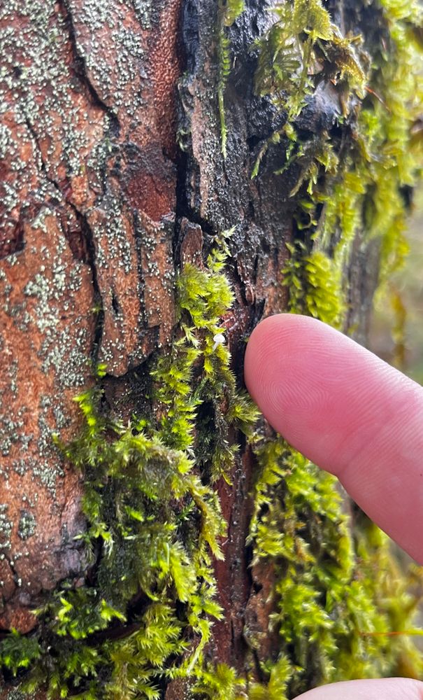a finger next to THE TINIEST MUSHROOM