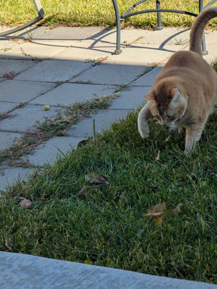 The orange cat slaps the leaves being blown around in the backyard 