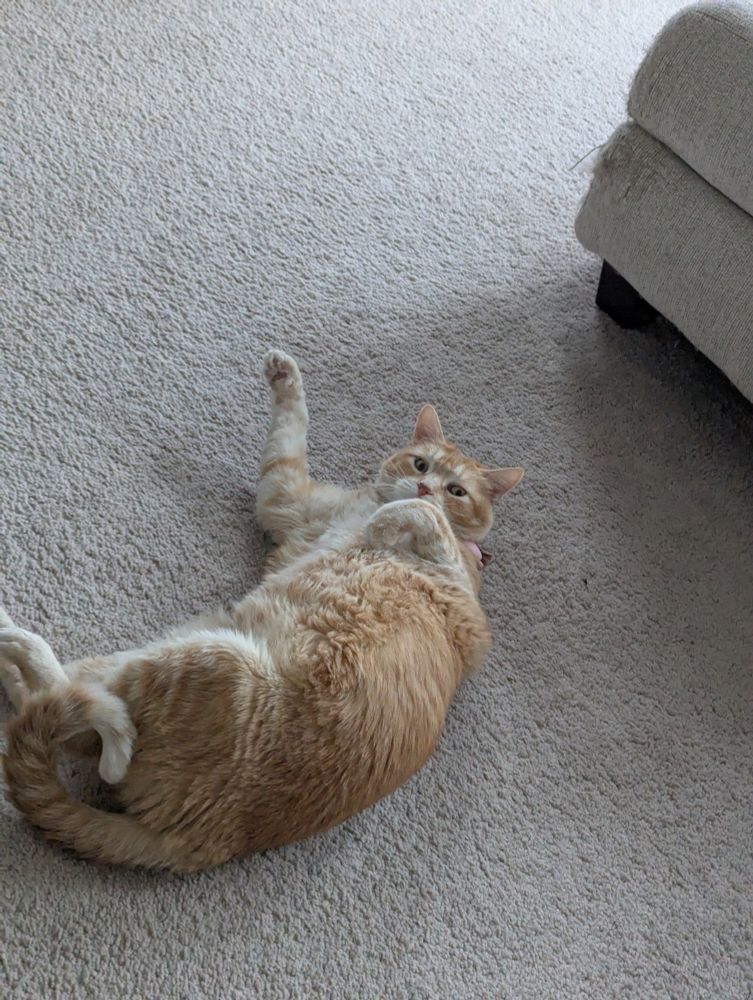 An orange cat looking like a beach seal