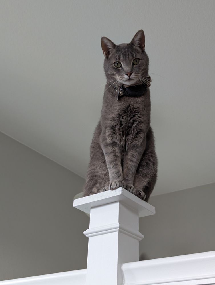 A gray cat looking like a gargoyle 