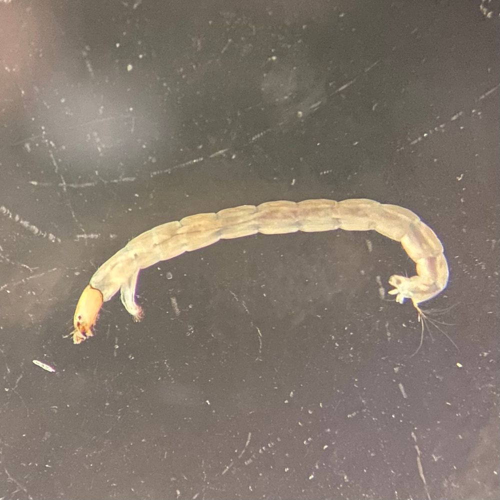 A picture of a larva of Brillia longifurca (Diptera, Chironomidae)