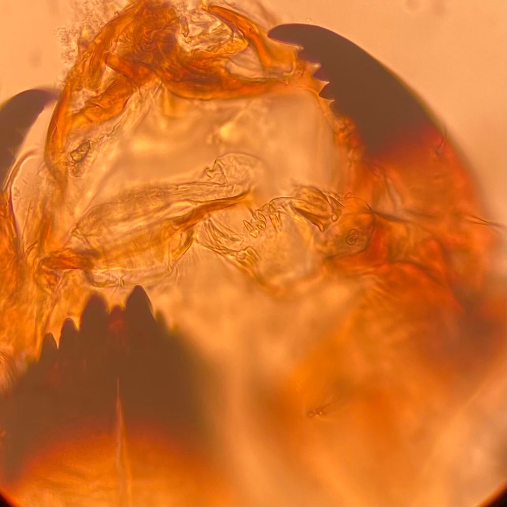A picture of the head capsule of Brillia longifurca (Diptera, Chironomidae) showing part of the mentum, right mandible, labrum and premandibles