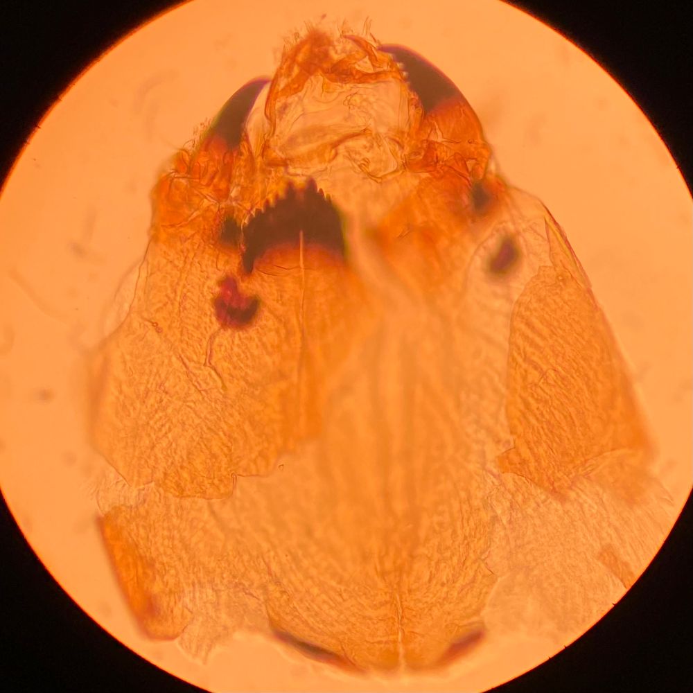 A picture of the head capsule of Brillia longifurca (Diptera, Chironomidae)