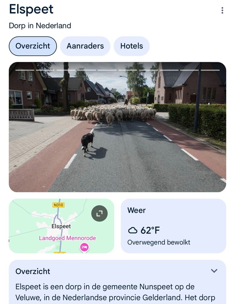 Screenshot van zoekresultaat op Elspeet toont foto met schapen op de weg. 