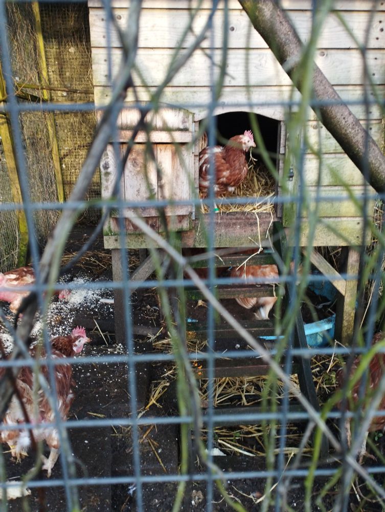 Shots of the various 'Heroes of Comedy' flock of backyard rescue hens.

Current line-up:

Arrived 30 Oct 2022 -
Lizzie (for Her late Maj) & Diane (Keaton)

Arrived 31 Dec 2024 -
Maisie (Adam)
Lily (Savage)
Tamsin (Greig)
Cariad (Lloyd)
Mel & Sue
