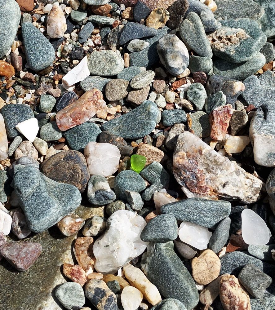 A bright green grain amongst the natural colours of the small pebbles on the beach.