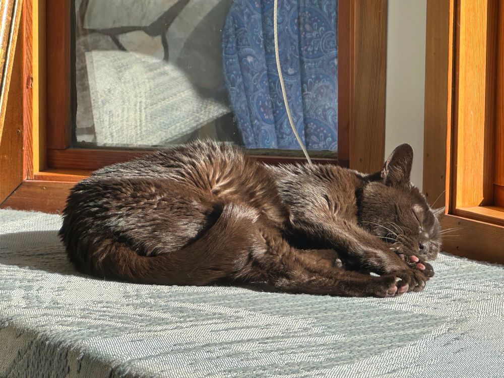 madonna the dark brown cat laying down on a cushion in the sun with her legs spread out