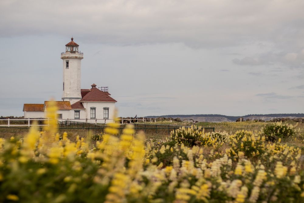 Lighthouse behind a field of yellow flowers. 