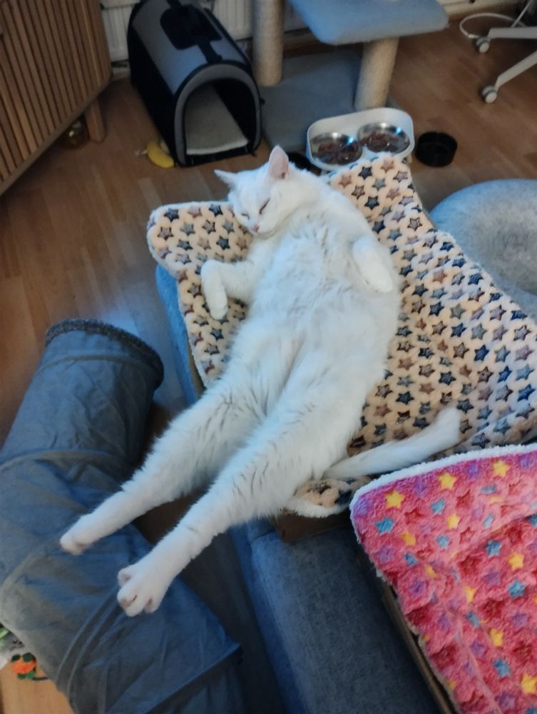 Large handsome white male cat Iggy is lying on his back asleep in a box bed. His front paws are bunny style and his back legs are hanging way out beyond the edge of the box.