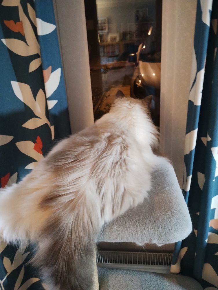 Ragdoll cat Ella is lying looking outside into the dark. She's on top of the cat tree and is hanging off of both front and back of it.