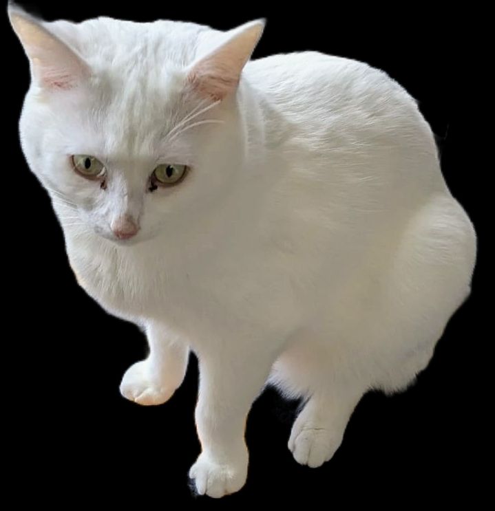 Large handsome white male cat Iggy 