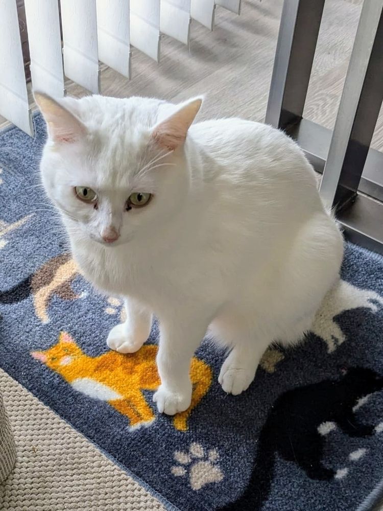 Large handsome white male cat Iggy sitting at the foot of the dining table.