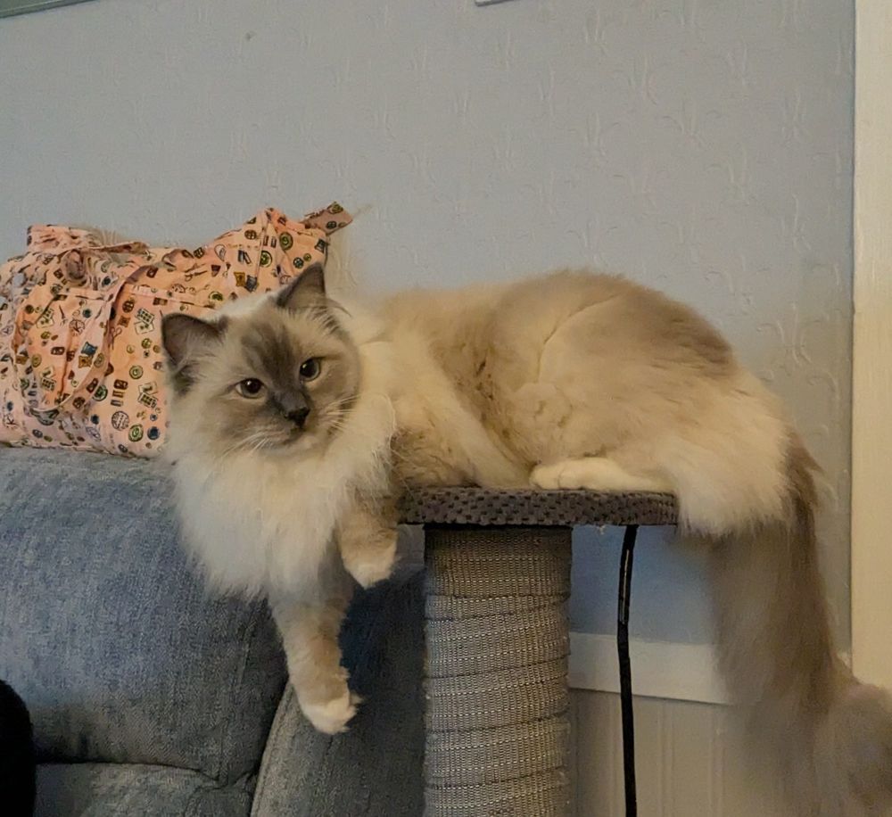 Ella the ragdoll cat is lying on and over a small pedestal at the top of a cat scratching post. She is facing the camera. She likes hanging over edges, even of boxes.