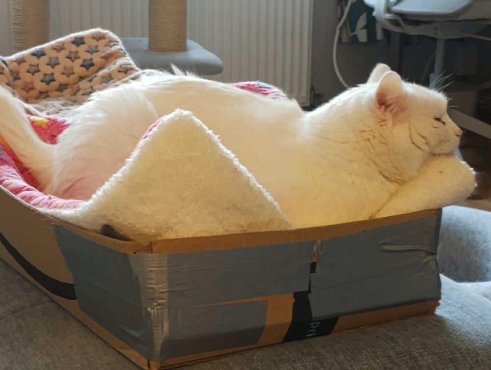 Large handsome white male cat Iggy lying in his bed box with his chin supported by the box corner and his cosy cat blanket.
