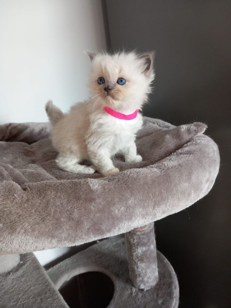 Ella the ragdoll cat at about 6/7 weeks old. She was one of the two smallest of her siblings.